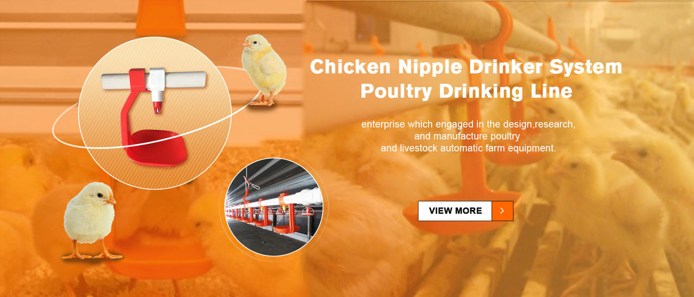 China best Chicken Nipple Drinker System on sales