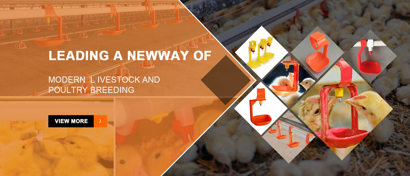 China best Automatic Chicken Feeding System on sales