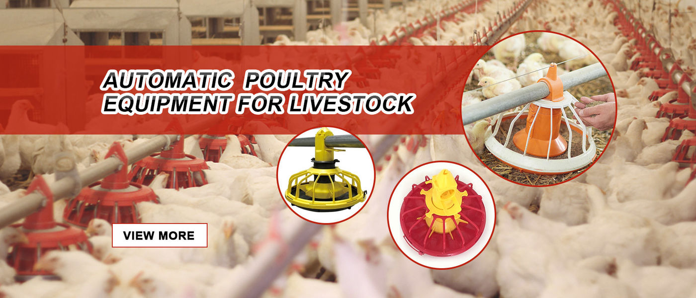 China best Automatic Poultry Feeding System on sales