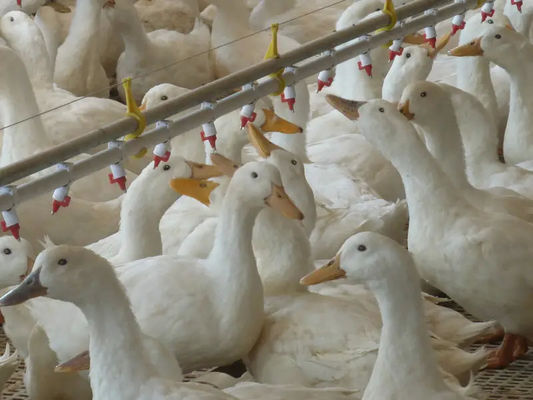 Duck Goose Automatic feed feeding pan feeder Line System for poultry house