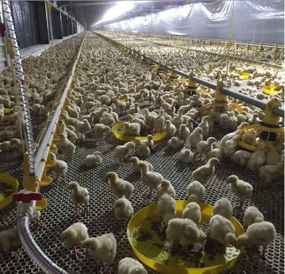 Floor Galvanized Chicken Feeding Line Automatic Feeding Machine For Poultry