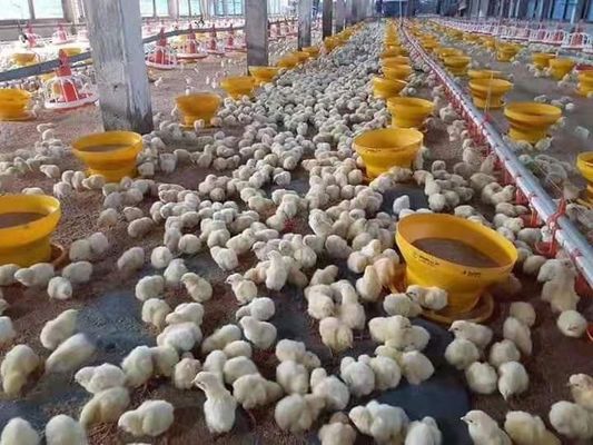 Automatic Chicken Feeder PVC Pipe Poultry Feeding Pan With Pressure Vessel
