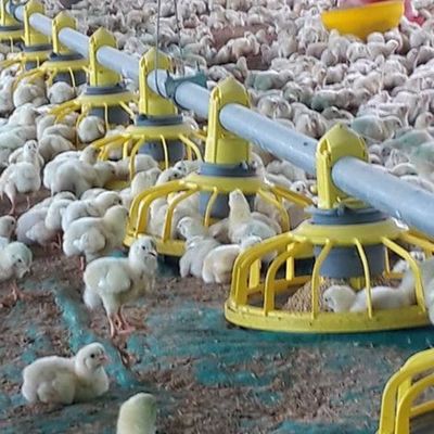 Broiler Automatic Pan Feeding System 2.2KW Automatic Water System For Chickens