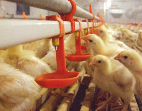 Automatic Nipple Drinker Poultry Drinking Line 0.2MPa-0.6MPa