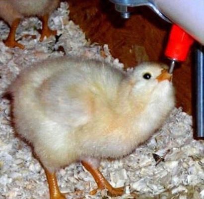 Farming Equipment Automatic Chicken Watering Application Drinker, Plastic+Stainless Steel Material Nipple Drinker For Br