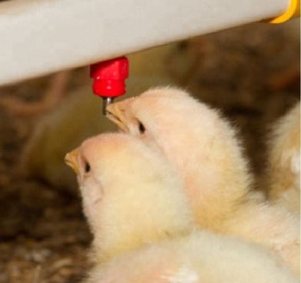 Farming Equipment Automatic Chicken Watering Application Drinker, Plastic+Stainless Steel Material Nipple Drinker For Br