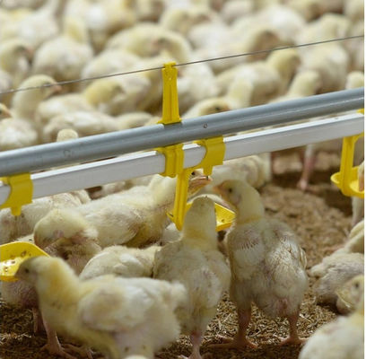 Broiler Nipple Drinker Automatic Chicken Drinker For Poultry Farming Equipment