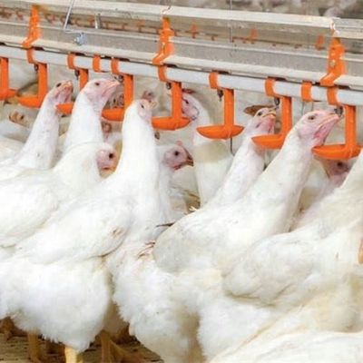38.8mm Water Nipple Drinker Chicken Feeder Poultry House Water Systems