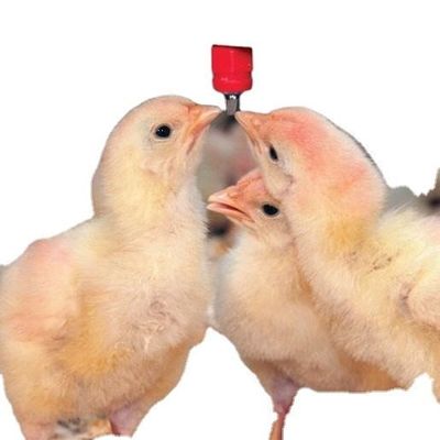 Nipple Drinker Water Drip Cups For Poultry Automatic Chicken Drinking System