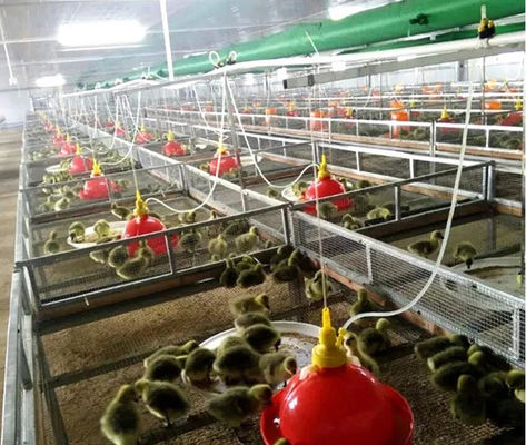 Chicken Automatic Waterer Drinker Plasson Bell Drinker Goose Duck Chicken Drinker