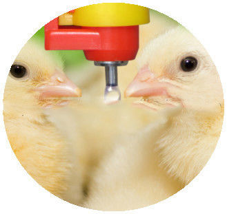 Yellow Poultry Auto Drinker System Broiler Nipple Drinker With Cup