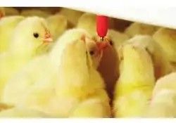 A complete set of plastic line raising equipment for duck farm in high quality chicken farm