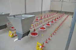 14/16 Pan 1.1Kw Chicken Feeding Line Poultry Farm Feeding System