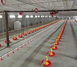 PLC Control Avian Feeding Line 3m*0.8m*1.2m