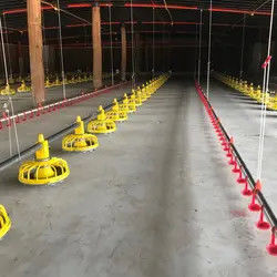 PLC Poultry Feeding Systems Automated Feeding System Of Broiler