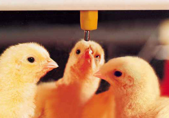Plasson Broiler Waterer Poultry Drinking Line White Red Yellow