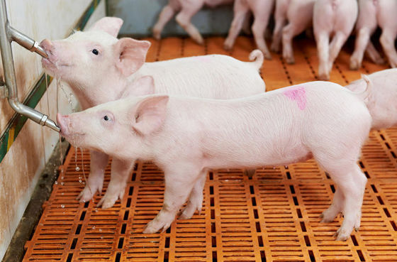 SS ABS Pig Drinker Stainless Steel Piglet Waterer 360 Rotation