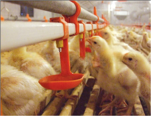 Chicken Coop Watering System Poultry Drinking Line Parts Feeder Drinker