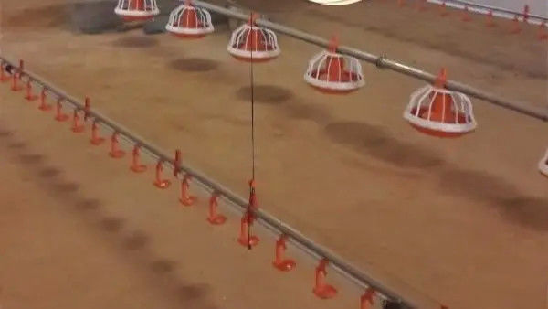 Automated Broiler Pan Feeding System Poultry Chain Feeder