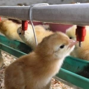 Farming Equipment Automatic Chicken Watering Application Drinker, Plastic+Stainless Steel Material Nipple Drinker For Br