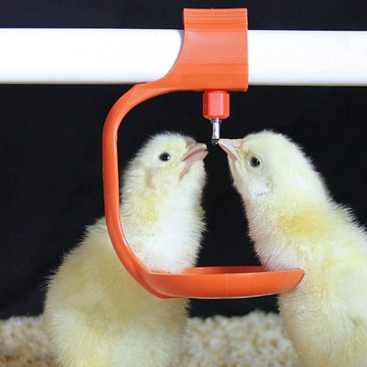 Chicken Coop Watering System Poultry Drinking Line Parts Feeder Drinker