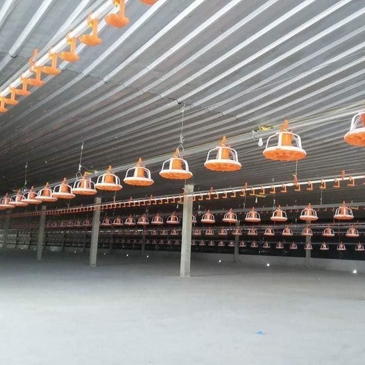Poultry Pan Feeding System Automatic Poultry Feeder System With Stern Shaft