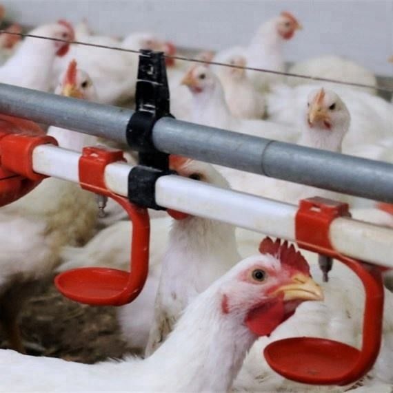 38.8mm Water Nipple Drinker Chicken Feeder Poultry House Water Systems