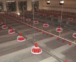 1.5KW Chicken Feeding Line Automatic Feeding Machine For Poultry