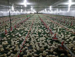 PLC Control Avian Feeding Line 3m*0.8m*1.2m
