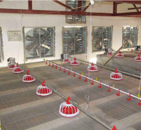 Automatic Chicken Poultry Equipment Chicken Feeding Line 50-100kg/H 1